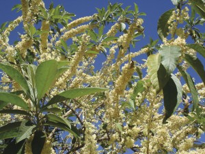 As floradas da Marianeira Acnistus arborescens ocorrem varias vezes ao ano