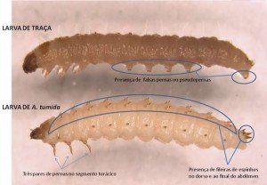 Figura 7. Larva de traça (acima) e larva de A. tumida (abaixo), com indicação de detalhes que as diferenciam. Foto: Pettis, J. (USDA), adaptada por : Teixeira, E. W. (APTA).