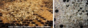 Figura 8. Larvas de A. tumida sobre os favos. Foto: Neumann, P. - University of Bern.