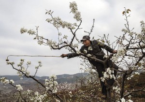 Hanyuan, China, 25/03/16: O agricultor chinês He Guolin, 53, sobe em árvores de pera para polinizar as flores (Photo Kevin Frayer/Getty Images).