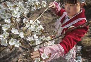 Hanyuan, China – A agricultora He Meixia, 26, poliniza uma árvore de peras. (Foto de Kevin Frayer/Getty Images).