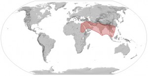 Figura 1 - localização geográfica da Apis florea.