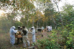 Visita ao apiário dos Kamayurá - Atividade de campo.