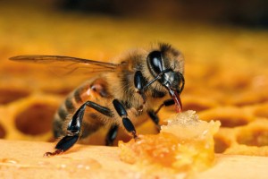 Apiterapia para apicultores