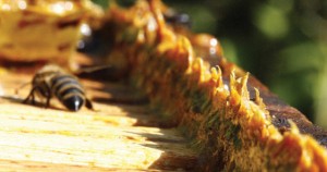 As 78 amostras de própolis utilizadas na pesquisa foram coletadas em apiários no sul do Paraná e norte de Santa Catarina – Foto: Wikimedia Commons