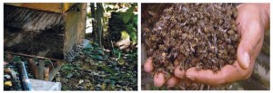 É muito importante o apicultor / meliponicultor registrar a morte das abelhas na Secretaria de Defesa Agropecuária do Estado ou Município.