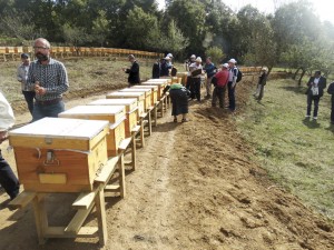 Foto 18 – Colmeias com colônias de abelhas caucasianas, mugla e anatolíacas disponíveis no apiário.