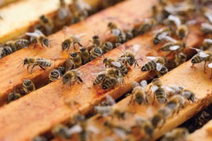 Figura-1-apicultura-pratica