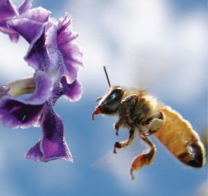 A febre das abelhas nos faz amá-las e protegê-las. imagem: Flickr Creative Commons group aussiegall.