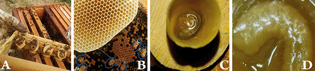 Figura 7- Cúpulas rejeitadas pelas operárias (A); realeiras construídas no quadro do ninho(B); larvas de laboratório (capela) cristalizadas mortas com 96 horas (C) e larvas da câmara de incubação (BOD) mortas com 8 dias de vida (D).
