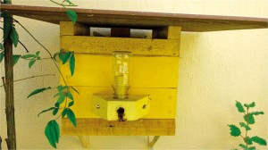 Figura 11. Colmeia de abelha guaraipo recebendo suplemento proteico por meio do alimentador modelo Roso.