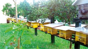 Figura 4. Colmeias de abelha mandaçaia sendo suplementadas com alimento liquido por meio do alimentador modelo Roso.