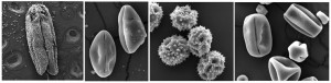 Figura1- Imagem em microscopia eletrônica de varredura da antera e diferentes grãos de pólen de diferentes espécies.