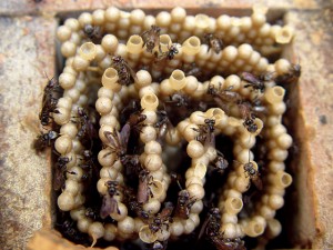 Fig. 2 favos de cria com disposição vertical da abelha jataí-preta (Scaura longula). Fotos de Marilda Cortopassi-Laurino.