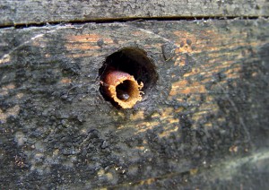 Fig. 3 entrada do ninho da abelha jataí-preta (Scaura longula). Fotos de Marilda Cortopassi-Laurino.