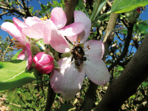 Melipona quadrifasciata em flor de maçã - foto de Cleiton José Geuster.