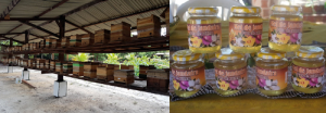 Figura 3 - Meliponário racional com colmeias do modelo INPA (Instituto Nacional de Pesquisa da Amazônia) e mel da abelha jandaíra (Melipona subnitida) envasado em recipientes adequados, lacrados e rotulados.