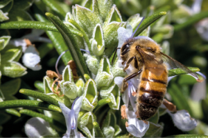 A abelha Apis mellifera é o principal elemento para a Apiterapia.