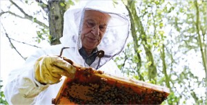 Walter Klumpp, apicultor há 30 anos e presidente do clube local de apicultores, é responsável pelas abelhas do aeroporto de Düsseldorf. CréditoAndreas Wiese / Aeroporto Internacional de Düsseldorf.