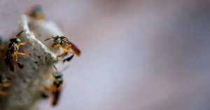 As abelhas jataí se tornam mais lentas e voam menos sob a ação de agrotóxicos - foto Léo Ramos Chaves.