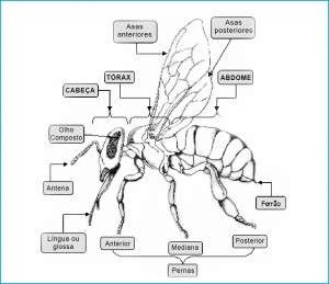 Figura 1 - Divisão do corpo da abelha. Fonte: Rezerra e Lopes, (1956).
