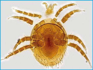 Figura 1. Ácaro do gênero Bisternalis - Foto 1: Bee Mite ID.