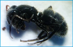 Figura 4. Formiga carpinteira (Camponotus crassus). Foto:  Bruno Polizello (2018).