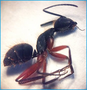 Figura 5. Formiga carpinteira (Camponotus rufipes). Foto: Bruno Polizello (2018).