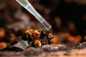 Um dos desafios da pesquisa foi adequar a umidade do mel estabelecida em lei Foto: Ronaldo Rosa.