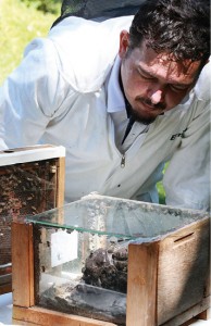 A padronização à norma federal não retira o terroir do mel de abelha sem ferrão. Foto: Ronaldo Rosa.