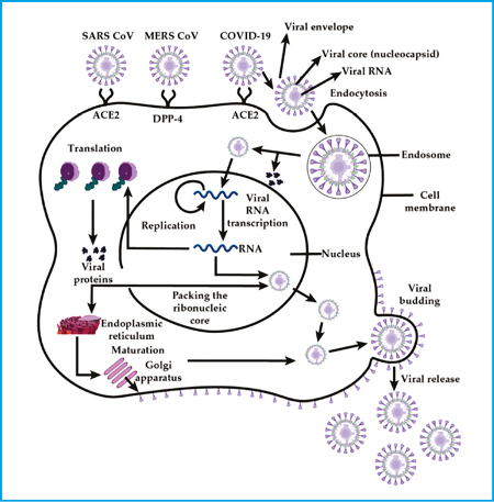 O receptor primário usado pelos coronavírus para entrar nas células-alvo é o receptor da enzima conversora de angiotensina II (ACE2) (13,14) , embora algumas cepas também usem outros receptores alternativos, como o CD209L, pelos quais eles têm uma afinidade mais baixa (15) . Extraído de Docea et al. 2020 (12) .