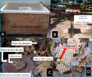Figura 1: (A) Modelo da caixa de observação, (B) Caixa de observação em cavalete individual, (C) Favos de cria e potes de alimento e (D) Célula real em um favo de cria de Scaptotrigona aff. postica.