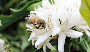 A flor de um cafeeiro sendo polinizada por uma abelha - Foto: Istock/Mapa