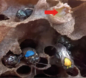 Figura 5: Operárias de Scaptotrigona aff. postica construindo células de cria em colônias sem rainha. A seta indica uma célula de cria isolada contendo três ovos.