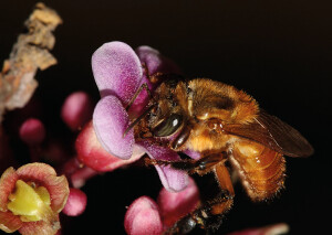 Foto 4 - Algumas plantas dependem de duas ou até três espécies de abelhas agindo simultaneamente, mostrando que a biodiversidade é potencializador da cultura — Foto: Cristiano Menezes/Acervo Pessoal.