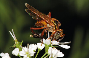 Foto_7 - As abelhas podem buscar flores mais atrativas próximas à área que se deseja polinizar, o que pode afetar a efetividade no cuidado com a cultura — Foto: Cristiano Menezes/Acervo Pessoal