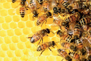 Estudo da UFV avalia impacto do campo magnético na morte das abelhas