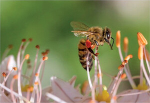 Levantamento mostra que em apenas 3 meses deste ano, mais de 500 milhões de abelhas foram encontradas mortas, em apenas 4 estados brasileiros