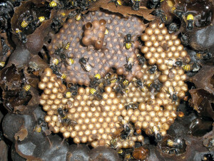 Mandaçaia: espécie produz um tipo de mel mais claro e de excelente qualidade. Foto: Meliponário Rei da Mandaçaia