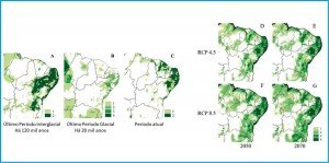 Figura 2. A esquerda se encontram os mapas de distribuição potencial de áreas climaticamente adequadas para Plebeia flavocincta no Último Interglacial (A), Último Máximo Glacial (B), no presente (C). A direita são os mapas de distribuição potencial de áreas climaticamente adequadas no futuro: (D) ano 2050 e RCP 4.5; (E) ano 2050 e RCP 8.5; (F) ano 2070 e RCP 4.5; e (G) ano 2070 e RCP 8.5. Os tons verdes representam áreas onde mais de um modelo se sobrepõe. RCP, em inglês, são os Caminhos Representativos de Concentração, ou seja, cenários futuros possíveis dependentes do nível de emissão de gases de efeito estufa na atmosfera. RCP 4.5 é um cenário moderado e o RCP 8.5 refere-se a um cenário em que as emissões continuam sempre aumentando.