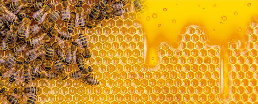 Colmeia de abelhas melíferas da espécie Apis mellifera