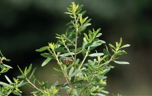 Figura 1. Abelha no alecrim do campo (Baccharis dracunculifolia).