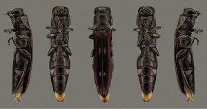No Brasil, existem 493 espécies conhecidas de besouros da família Agrilus, cujas larvas parasitam diversas plantas. Na foto, representação da Agrilus propolis, recém-registrada - Foto: Reprodução