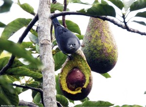Um pássaro se alimenta do fruto do Abacateiro. – foto de João Martins Ferreira.