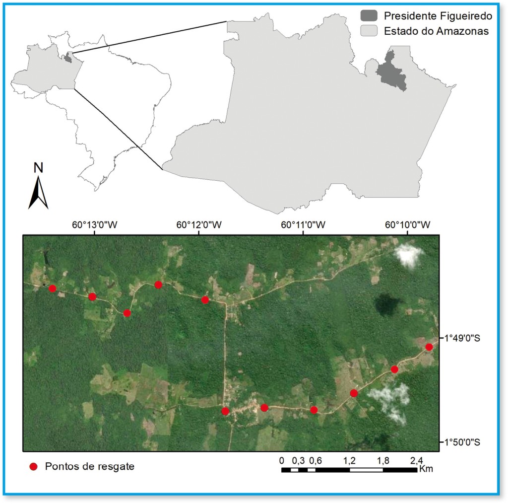 Figura 1: Localização do Estado do Amazonas e do município de Presidente Figueiredo. Em destaque foto aérea da área e os pontos em vermelho de onde foram realizados os resgates de abelhas sem ferrão ao longo dos ramais da comunidade Canoas.