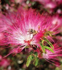 Uma Apis Mellifera visitando a flor da Calliandra brevipes Benth. – Foto de João Martins Ferreira.