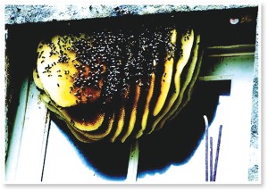 Fig. 1. Um ninho exposto de favos de abelhas. O ninho consiste em uma série de favos de cera paralelos uns dos outros por 3/8”, referido como “espaço de abelha”.