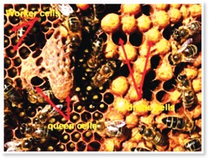 Fig. 2. Os diferentes tipos de células que compõem o favo de abelha. A maioria dos favos consiste em células operárias (worker cells). As crias de zangões (drone cells) tendem a estar localizadas nas margens do favo. As realeiras (queen cells) são frequentemente construídas ao longo das bordas inferiores do favo e sua presença indica que uma colônia está se preparando para enxamear ou substituir uma rainha perdida ou fraca. (foto cortesia de Randy Oliver)
