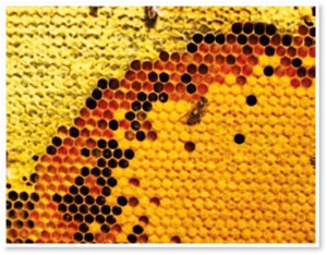 Fig. 3. A disposição típica do conteúdo dos favos de abelhas. A área de criação está localizada na região central do ninho. O pólen é armazenado em uma faixa de células acima da ninhada. O mel é armazenado nas laterais e no topo dos favos. (foto cortesia de Susan Cobey).